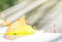 在意甲新赛 在意甲新赛